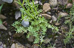 Oldfield toadflax